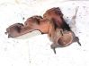 Exhaust manifold 04648911AB