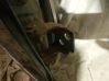Rear door lower hinge 