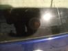 Rear window wiper motor 