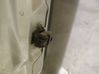 Rear door check strap stopper 