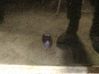 Dysza spryskiwacza szyby przedniej / czołowej 