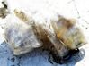 Réservoir de liquide lave-glace 9637915780