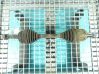 Front driveshaft IMPRK1273131