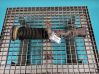 Front shock absorber/damper IMPRK1368730