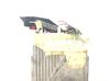 Gearbox control unit/module P09486761