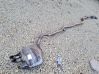 Muffler/silencer 201003992R