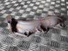 Exhaust manifold 