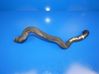 Engine coolant pipe/hose 31368660