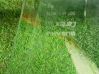 Rear door window glass 