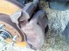 Front brake caliper 4773005060