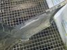 Rear bumper 4G0807521F