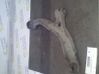 Front control arm 