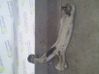 Front control arm 