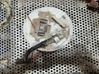 In-tank fuel pump 