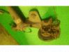 Hinterachse 95325748