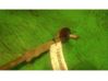Steering rack 2139285