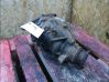 Rear differential 