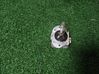 Xenon bulb XENONHIDD1S35W
