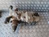 Rear differential 5WP3350201