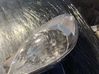 Headlight/headlamp 89310170