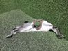 Other engine bay part 144157606R