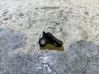 Sensor impacto/accidente para activar Airbag 68284054AA