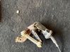 Augstuma sensors (priekšējo lukturu) 4E0907503C