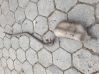 Rear muffler/silencer tail pipe 