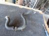 Engine coolant pipe/hose 215038479R