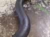 Intercooler hose/pipe 9683957180