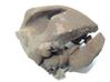Caliper de freno delantero 34116776783