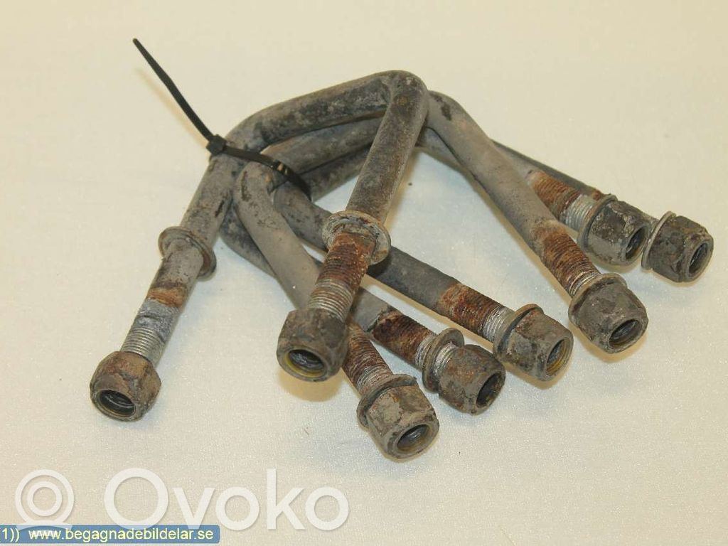 Galinė lingė   504234647