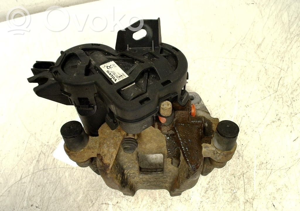 Takajarrusatula   36003033