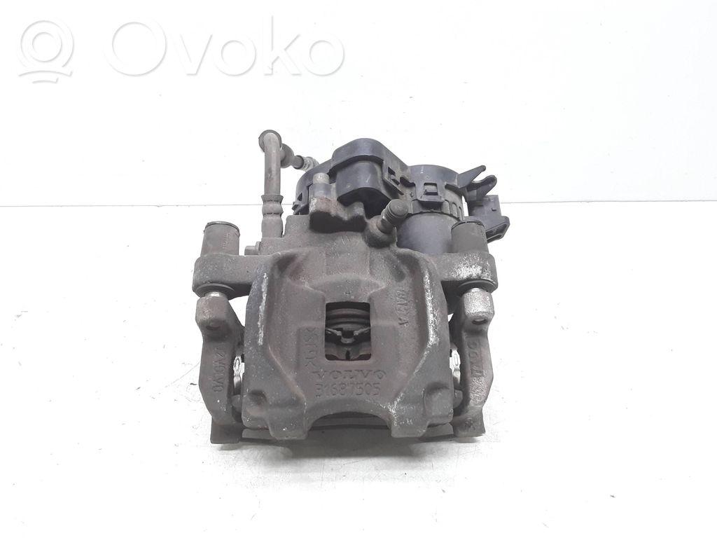 Takajarrusatula   31687505,31687347