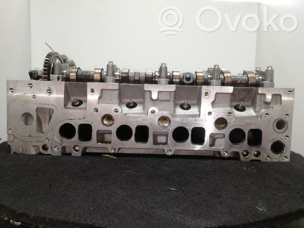 Galvutė   OM611961